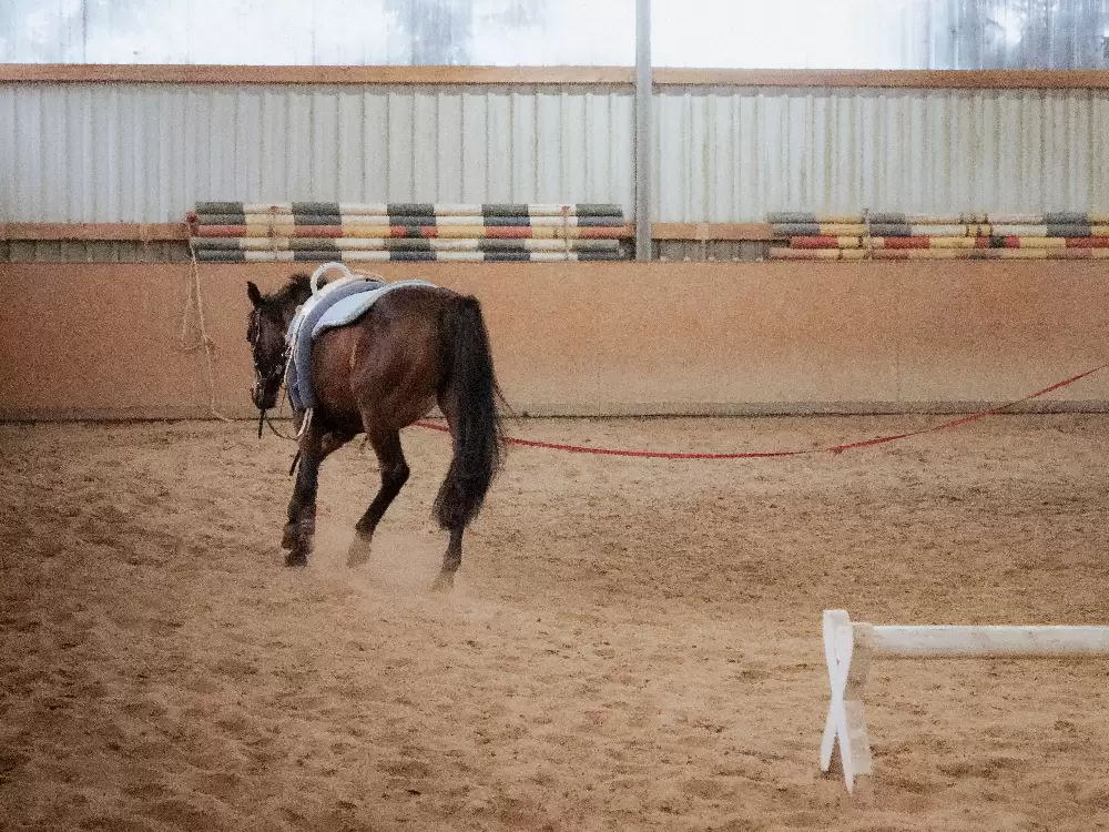 phobie monter à cheval et emd
