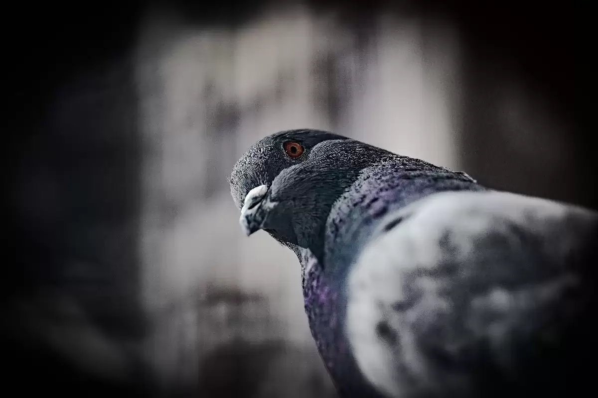 soigner phobie des pigeons par emdr